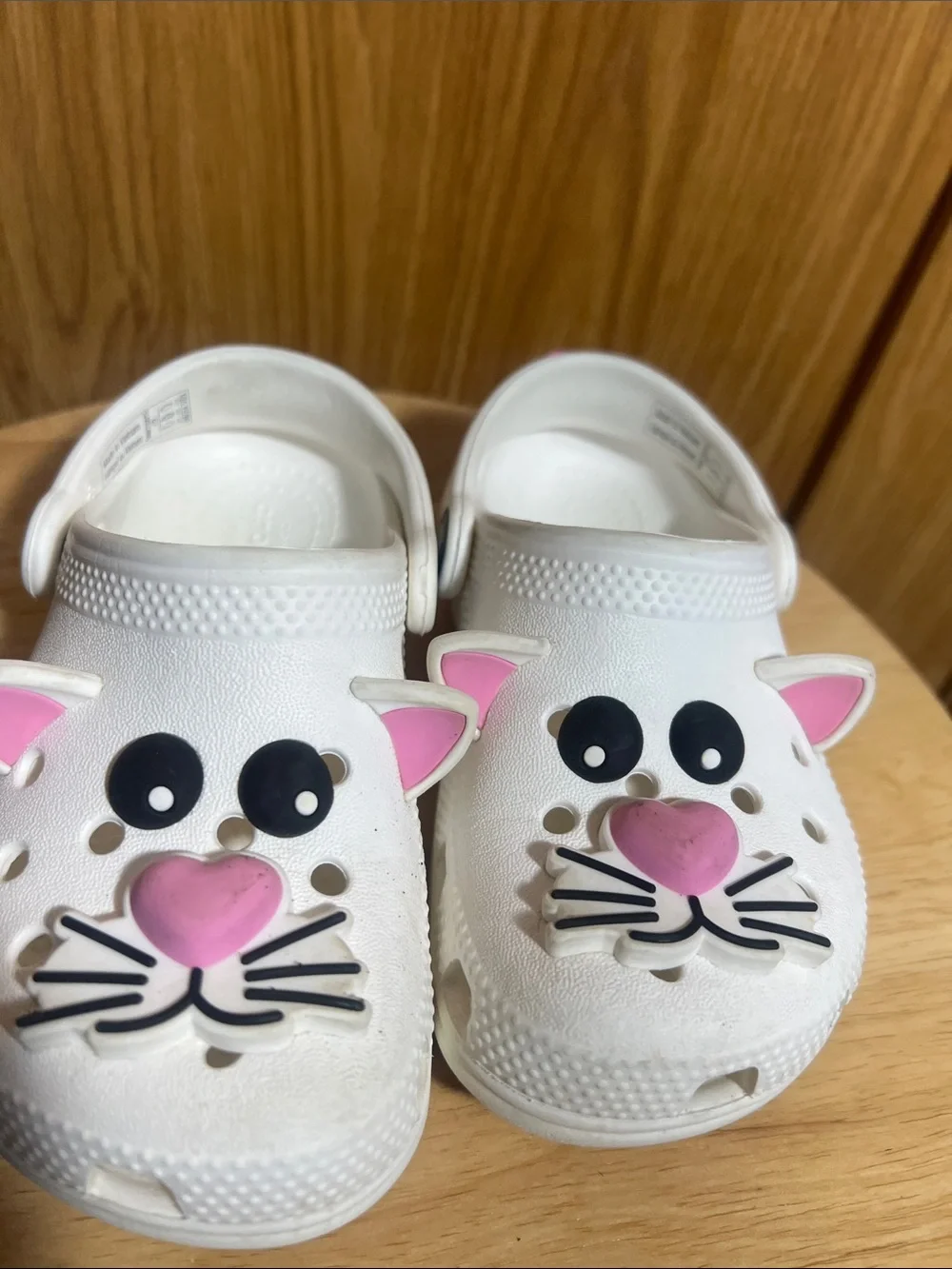 CROCS playful cat